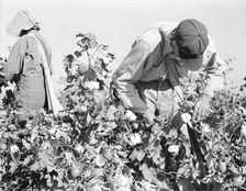 Cotton pickers, Southern San Joaquin Valley, California, 1936. Creator: Dorothea Lange