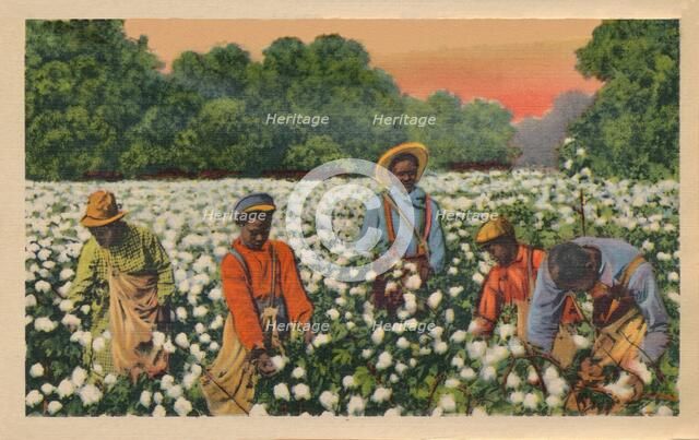 Cotton Picking, Augusta, Georgia, 1943. Artist: Unknown