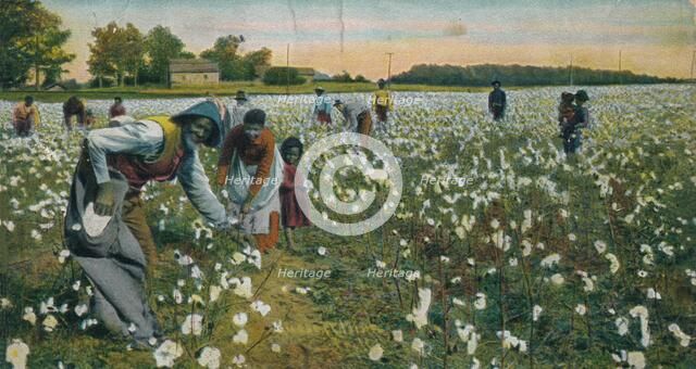 Cotton Picking, Augusta, Georgia, c1900. Artist: Unknown