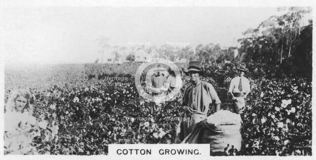 Cotton picking, Australia, 1928. Artist: Unknown