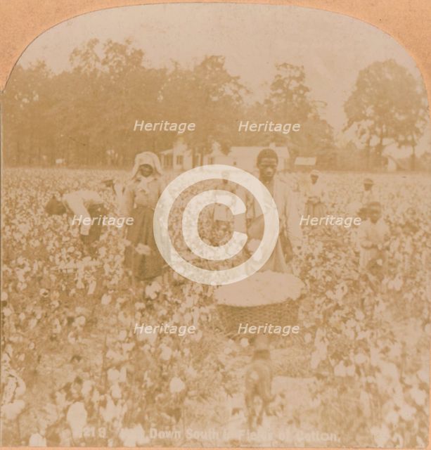 'Cotton-Picking.', c1900. Artist: Unknown.