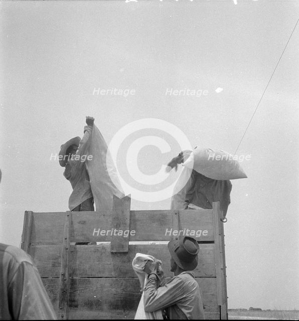 Cotton picking in south Texas, 1936. Creator: Dorothea Lange.