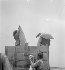 Cotton picking in south Texas, 1936. Creator: Dorothea Lange