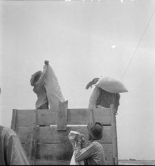 Cotton picking in south Texas, 1936. Creator: Dorothea Lange
