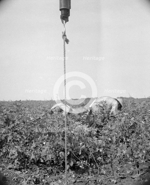 Cotton picking in south Texas, 1936. Creator: Dorothea Lange.