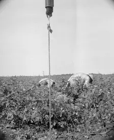 Cotton picking in south Texas, 1936. Creator: Dorothea Lange
