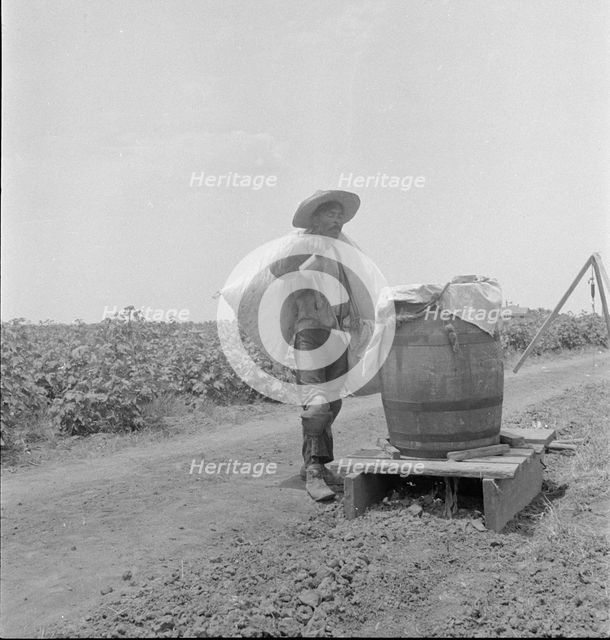 Cotton picking in south Texas, 1936. Creator: Dorothea Lange.