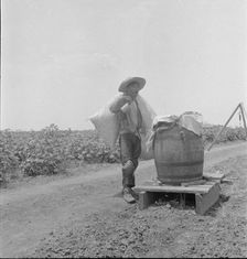 Cotton picking in south Texas, 1936. Creator: Dorothea Lange