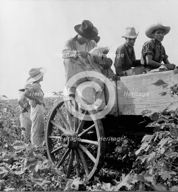 Cotton picking in south Texas, 1936. Creator: Dorothea Lange.