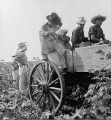 Cotton picking in south Texas, 1936. Creator: Dorothea Lange