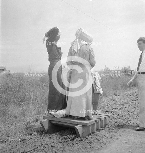 Cotton picking in south Texas, 1936. Creator: Dorothea Lange.