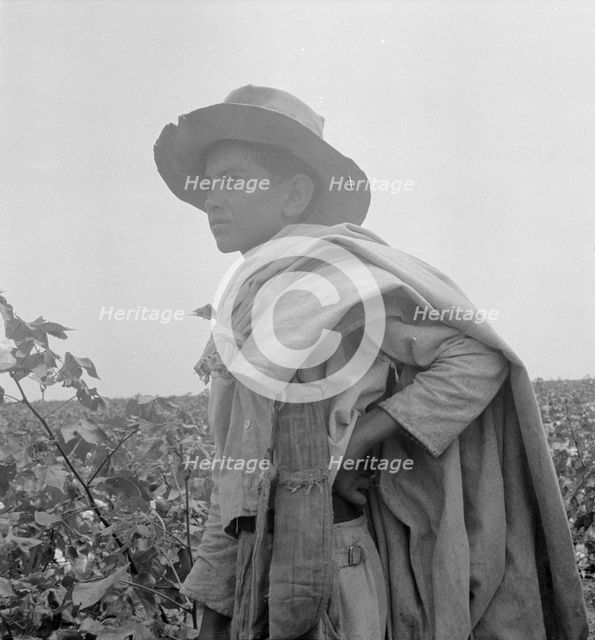 Cotton picking in south Texas, 1936. Creator: Dorothea Lange.