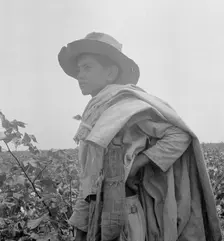 Cotton picking in south Texas, 1936. Creator: Dorothea Lange