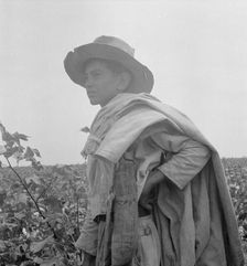 Cotton picking in south Texas, 1936. Creator: Dorothea Lange