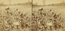 Cotton picking, Mississippi, U.S.A., 1896 (Inferred). Creator: Unknown