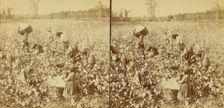 Cotton picking, Mississippi, U.S.A., 1896 (Inferred). Creator: Unknown