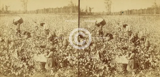 Cotton picking, Mississippi, U.S.A., 1896 (Inferred). Creator: Unknown.
