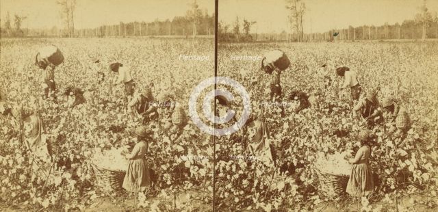 Cotton picking, Mississippi, U.S.A., 1896 (Inferred). Creator: Unknown.