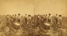 Cotton picking no. 3. [Group posing in the field with bale of cotton in foreground], (1868-1900?). Creator: O. Pierre Havens
