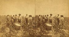 Cotton picking no. 3. [Group posing in the field with bale of cotton in foreground], (1868-1900?). Creator: O. Pierre Havens