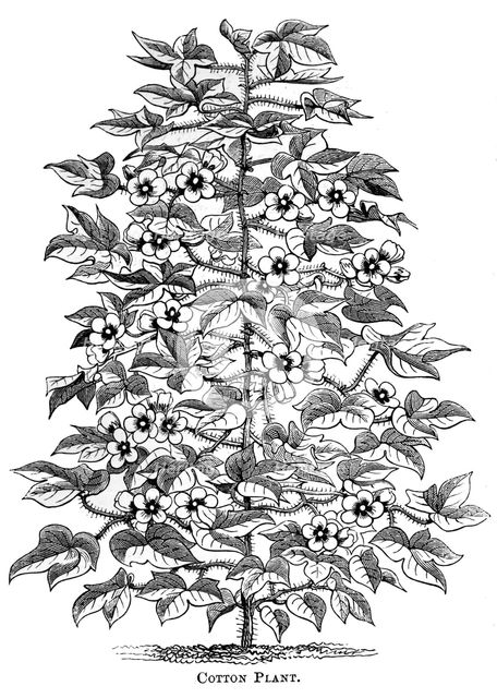 Cotton plant, c1880. Artist: Unknown