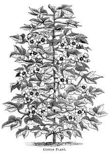 Cotton plant, c1880