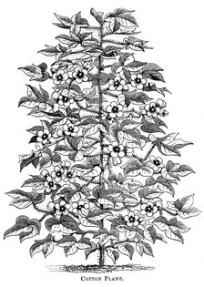 Cotton plant, c1880