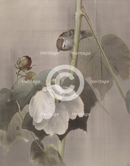 Cotton Rose Mallows in the Rain, ca. 1891-92. Creator: Okada Baison.
