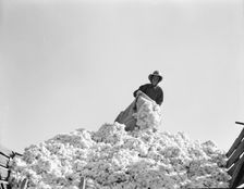 Cotton, San Joaquin Valley, California, 1936. Creator: Dorothea Lange