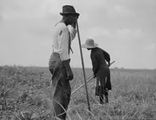 Cotton sharecroppers, Greene County, Georgia, 1937. Creator: Dorothea Lange