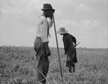 Cotton sharecroppers, Greene County, Georgia, 1937. Creator: Dorothea Lange