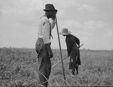 Cotton sharecroppers, Greene County, Georgia, 1937. Creator: Dorothea Lange