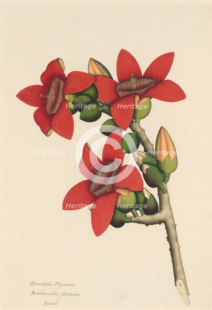 Cotton Tree Flowers, ca. 1800-1805. Creator: Unknown.