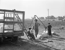 Cotton weigher, Southern San Joaquin Valley, California, 1936. Creator: Dorothea Lange