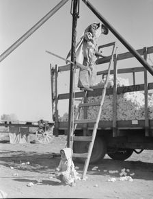 Cotton weigher, Southern San Joaquin Valley, California, 1936. Creator: Dorothea Lange