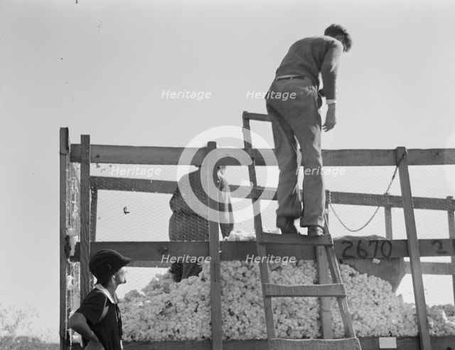 Cotton weigher, Southern San Joaquin Valley, California, 1936. Creator: Dorothea Lange.