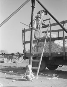 Cotton weigher, Southern San Joaquin Valley, California, 1936. Creator: Dorothea Lange