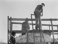 Cotton weigher, Southern San Joaquin Valley, California, 1936. Creator: Dorothea Lange