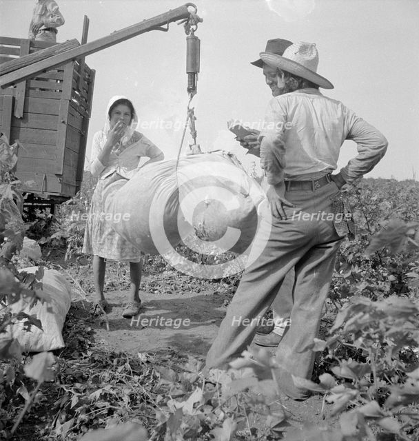 Cotton weighing near Brownsville, Texas, 1936. Creator: Dorothea Lange.