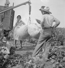 Cotton weighing near Brownsville, Texas, 1936. Creator: Dorothea Lange