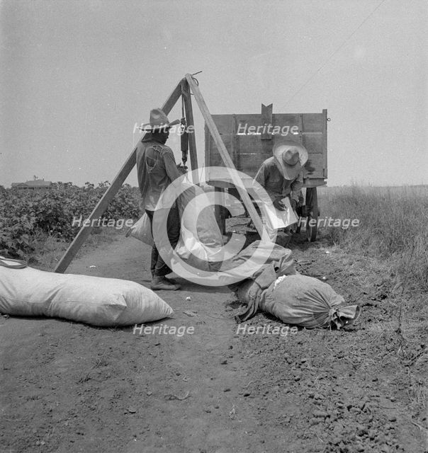 Cotton weighing, South Texas, 1936. Creator: Dorothea Lange.