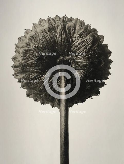 Cotula coronopifolia. From: Urformen der Kunst (Art Forms in Nature), 1932. Creator: Blossfeldt, Karl (1865-1932).