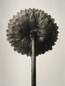 Cotula coronopifolia. From: Urformen der Kunst (Art Forms in Nature), 1932. Creator: Blossfeldt, Karl (1865-1932)