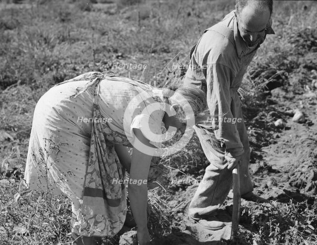 Couple digging their sweet potatoes in the fall, Irrigon, Morrow County, Oregon, 1939. Creator: Dorothea Lange.