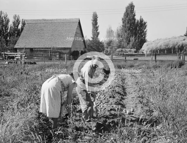 Couple digging their sweet potatoes in the fall, Irrigon, Morrow County, Oregon, 1939. Creator: Dorothea Lange.