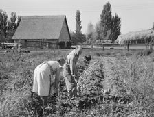 Couple digging their sweet potatoes in the fall, Irrigon, Morrow County, Oregon, 1939. Creator: Dorothea Lange