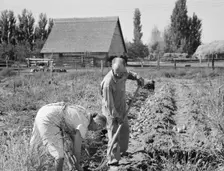 Couple digging their sweet potatoes in the fall, Irrigon, Morrow County, Oregon, 1939. Creator: Dorothea Lange