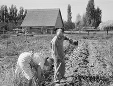 Couple digging their sweet potatoes in the fall, Irrigon, Morrow County, Oregon, 1939. Creator: Dorothea Lange