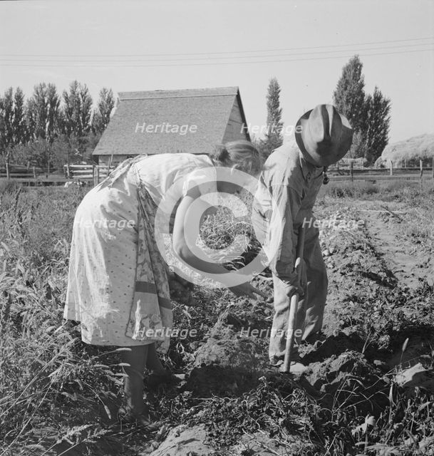 Couple digging their sweet potatoes in the fall, Irrigon, Morrow County, Oregon, 1939. Creator: Dorothea Lange.