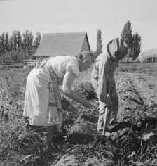 Couple digging their sweet potatoes in the fall, Irrigon, Morrow County, Oregon, 1939. Creator: Dorothea Lange
